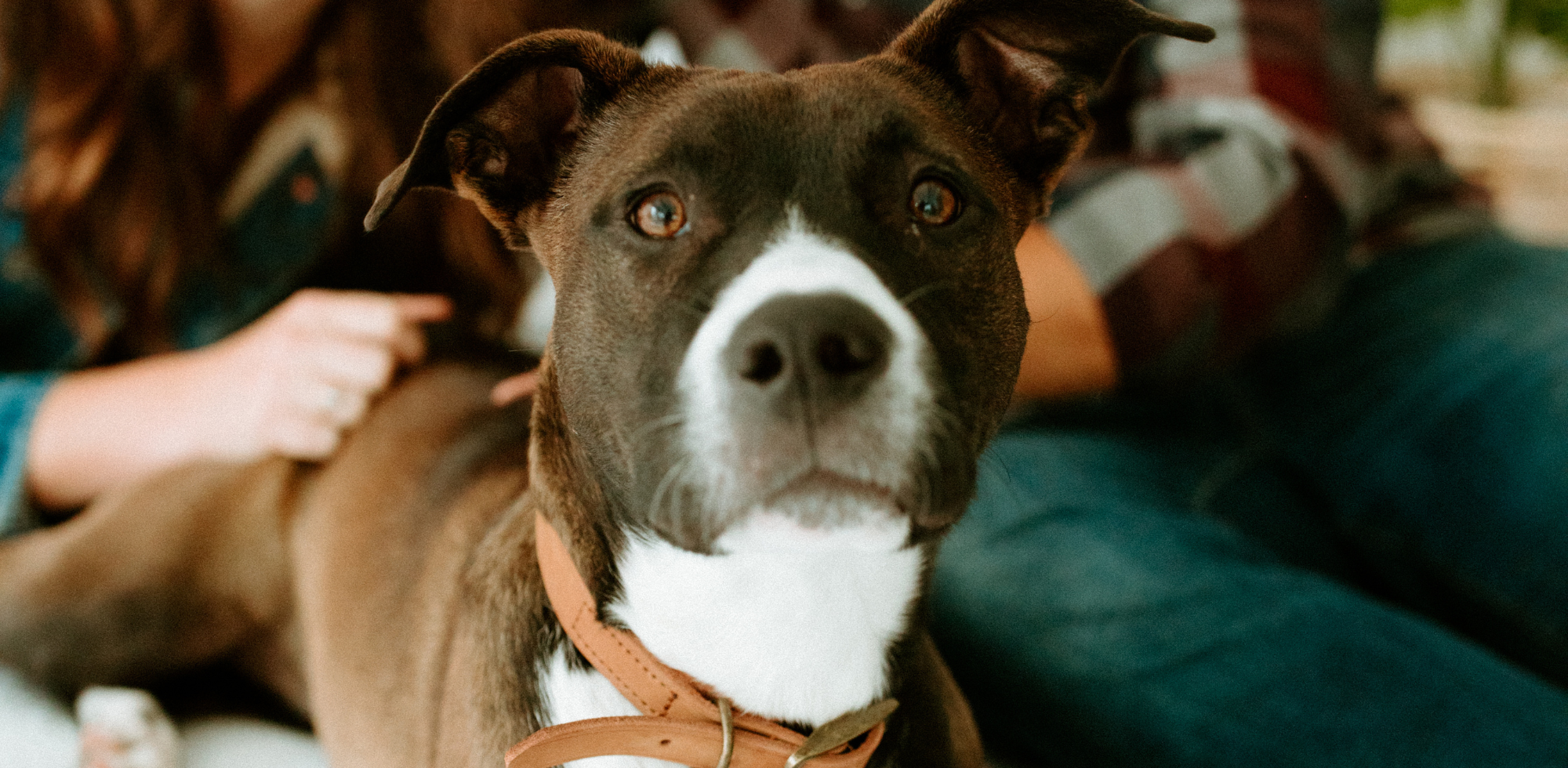 brown dog close up