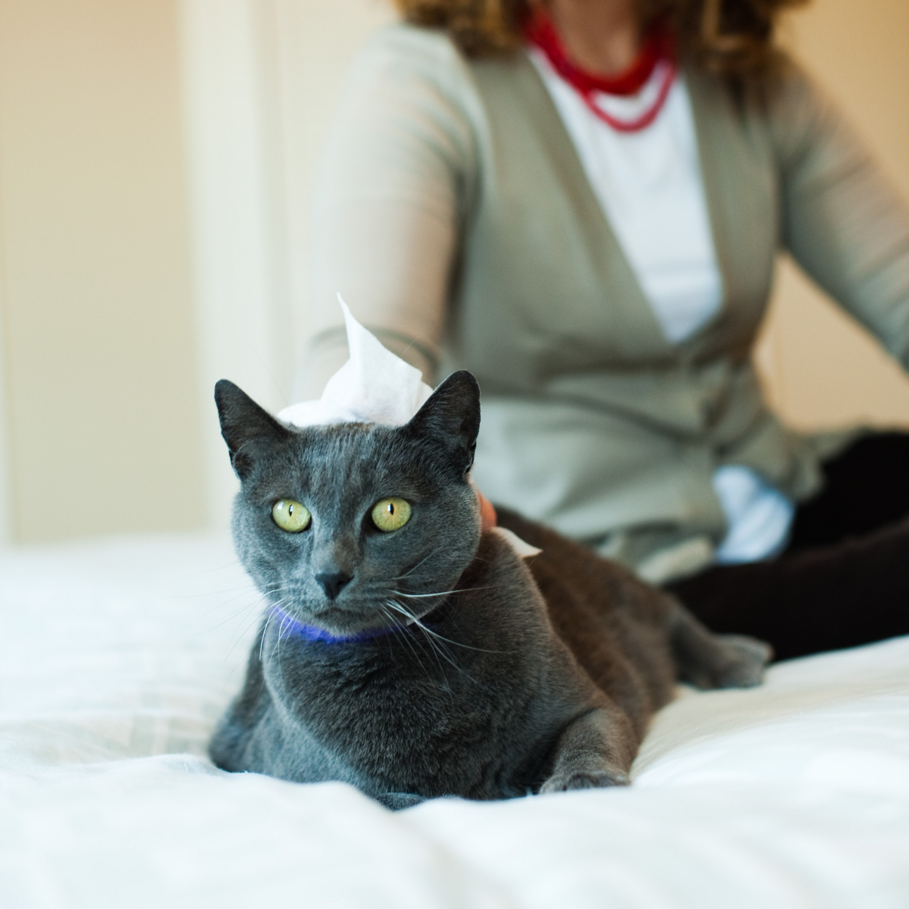 Cats with sensitive clearance skin