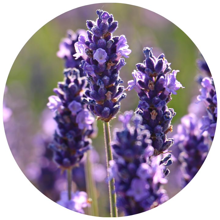 LAVANDA