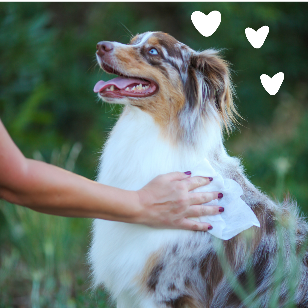 Sheltie Mix Miniature Sheltie Rescue Aussie Sheltie Mix Adoption