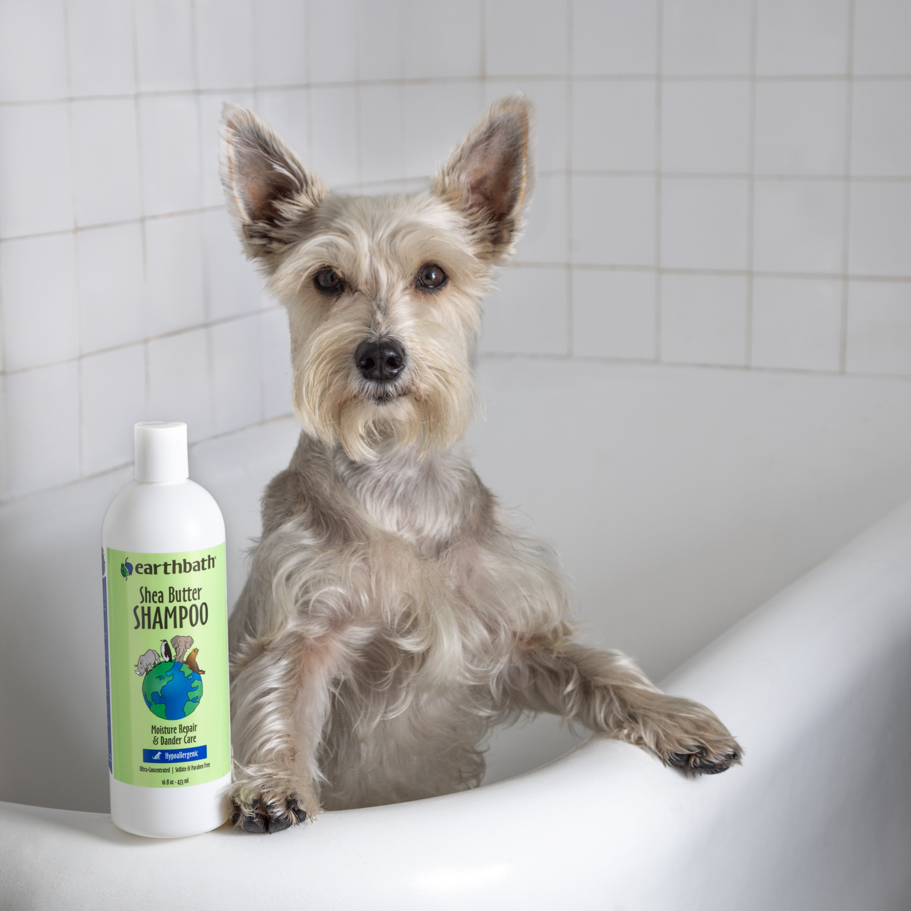 Shea butter top dog shampoo