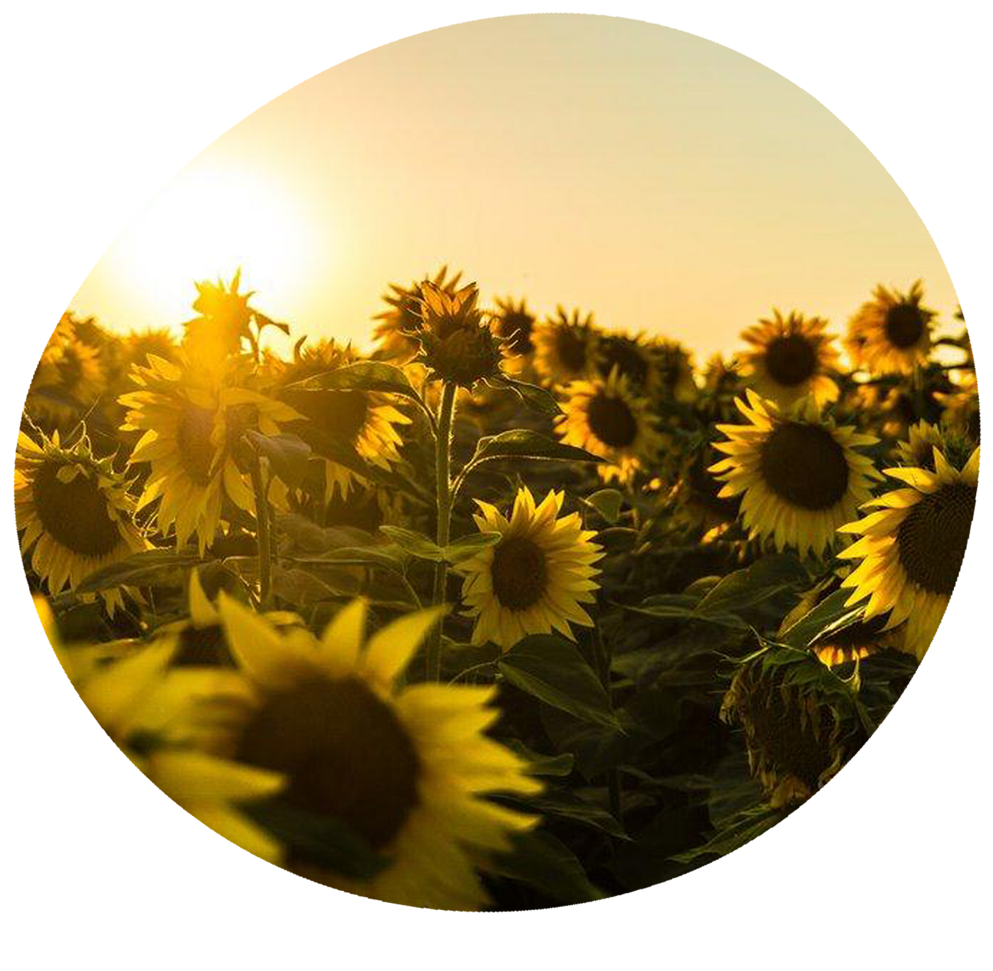 sunflower field at sunset