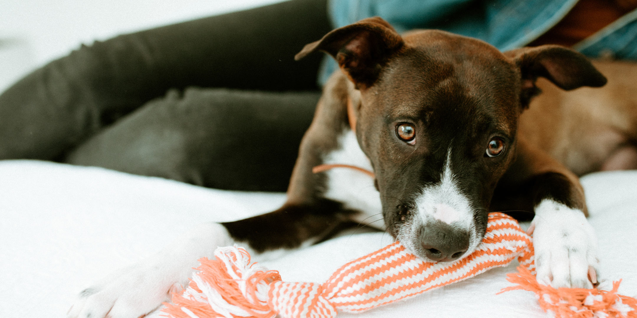 brown dog on bed with chew toy