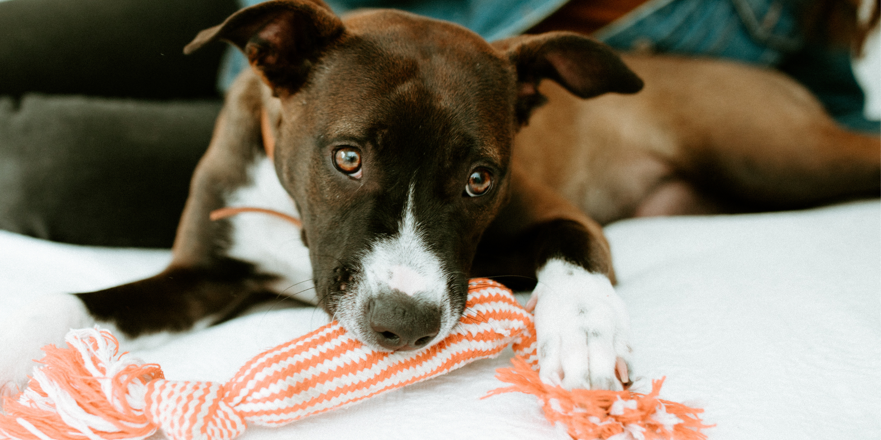 brown dog on bed with chew toy