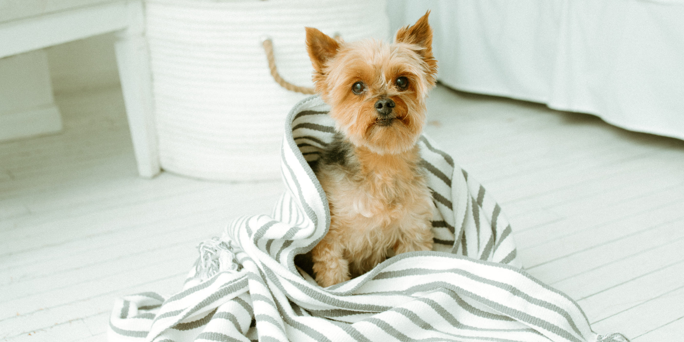 yorkie dog on bed in towel