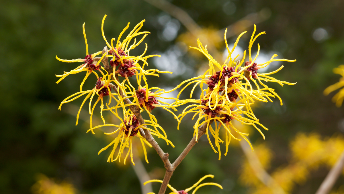 Witch Hazel