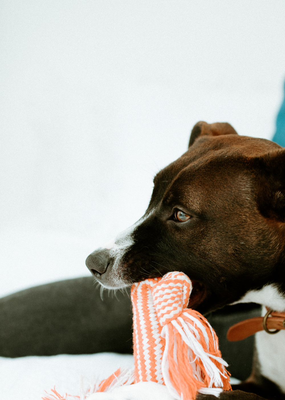 brown dog on bed with chew toy